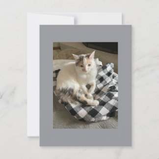 Carte postale de chat