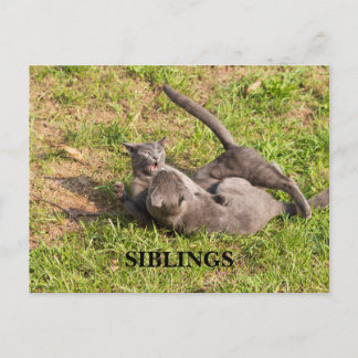 Carte postale de chat