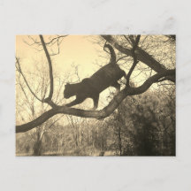 Carte postale de chat