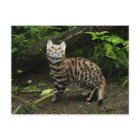 Carte postale de chat à pied noir