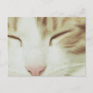 Carte postale de chat avec Filipos Apollo