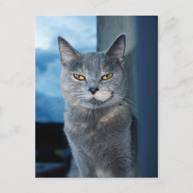 carte postale de chat cool (Devant)
