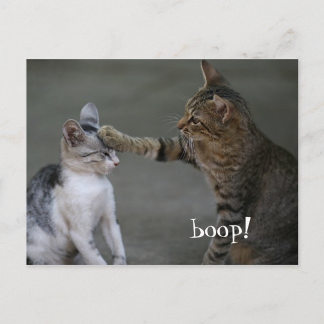 Carte postale de chat drôle Boop (Devant)