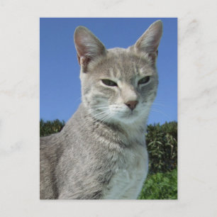 Carte postale de chat gris