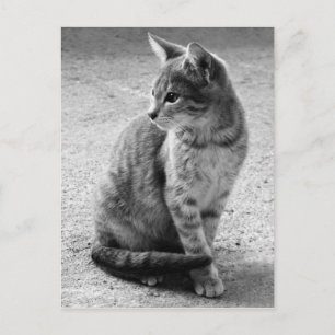 Carte postale de chat gris