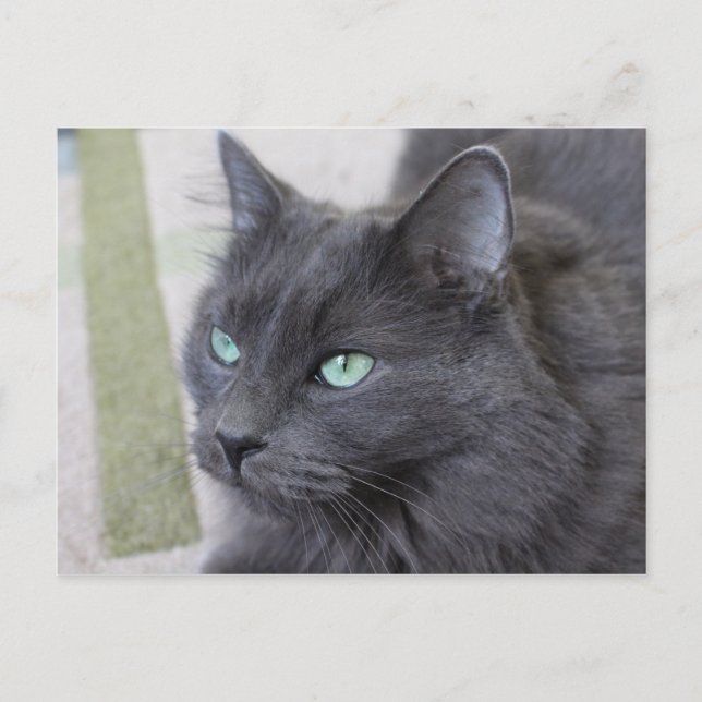 Carte postale de chat gris (Devant)