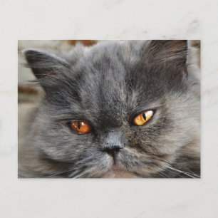 Carte postale de chat non perturbée