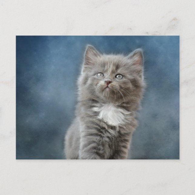 carte postale de chat orageux (Devant)