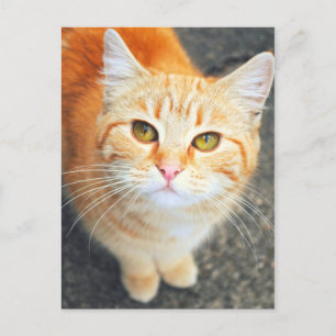 Carte postale de chat orange