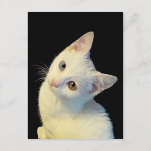 Carte postale de chaton blanc mignon Van Turc