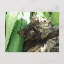 Carte postale de chatons mignons se câlinant
