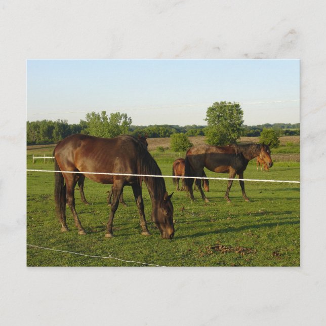 Carte postale de cheval (Devant)