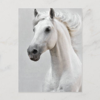 Carte postale de cheval