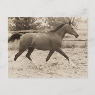 Carte postale de cheval arabe