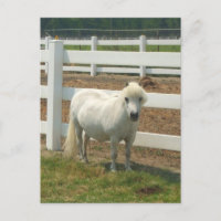 Carte postale de cheval blanc miniature