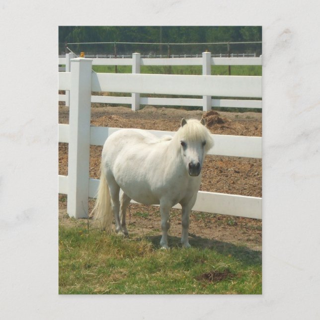 Carte postale de cheval blanc miniature (Devant)
