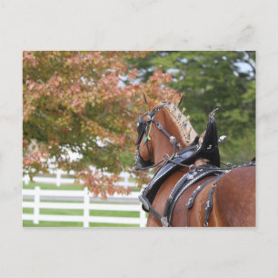 Carte postale de cheval de trait belge attelé