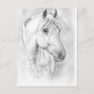 Carte postale de cheval gris