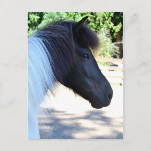 Carte postale de Cheval islandais, jolie peinture