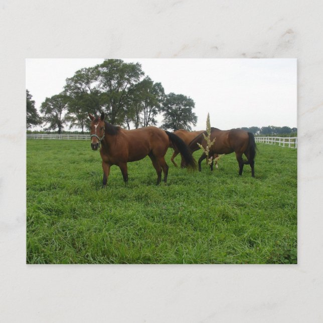 Carte postale de chevaux (Devant)