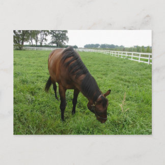 Carte postale de chevaux