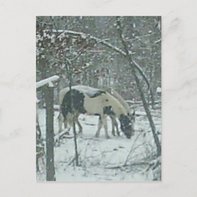Carte postale de chevaux d'hiver (Devant)