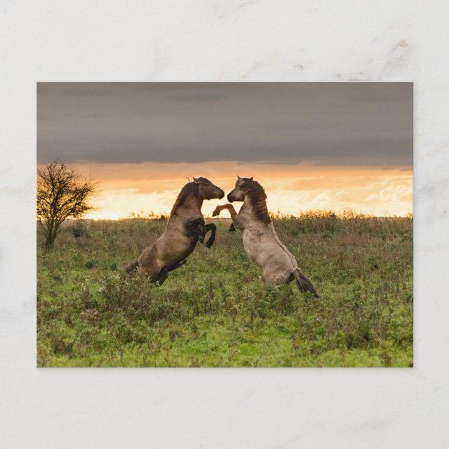 Carte postale de chevaux sauvages (Devant)