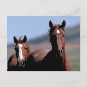 Carte postale de chevaux sauvages