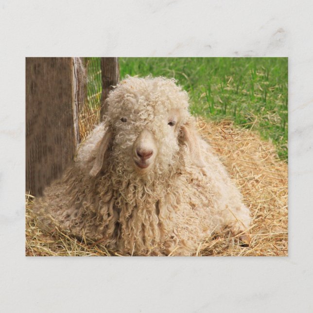 Carte postale de chèvre Angora bébé floue (Devant)