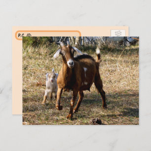 Carte postale de chèvres adorables