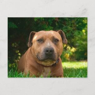 Carte postale de chien