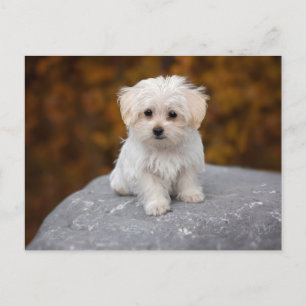 Carte postale de chien blanc mignon