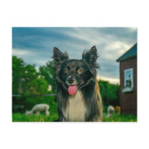 Carte postale de chien Border Collie noir et blanc