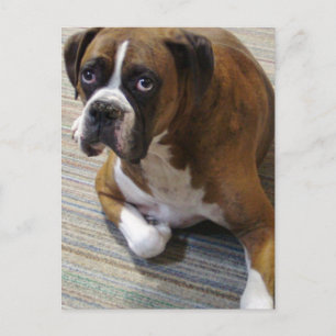 Carte postale de chien Boxer