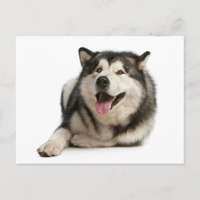 Carte postale de chien chiot malamué de l'Alaska (Devant)
