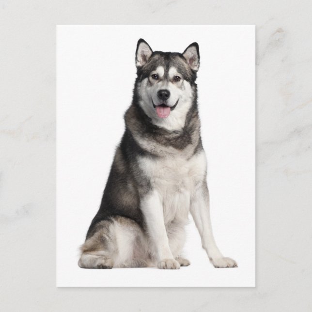 Carte postale de chien chiot malamué de l'Alaska (Devant)
