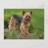 Carte postale de chien chiot Yorkshire Terrier