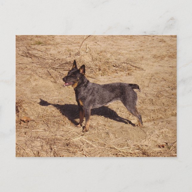 Carte postale de chien de bétail (Devant)