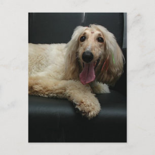 Carte postale de chien de chien d'origine afghane