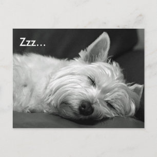 Carte postale de chien de mignonne Westie (West Hi