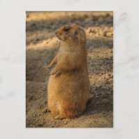 Carte postale de chien des Prairies