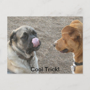 Carte postale de chien humoristique
