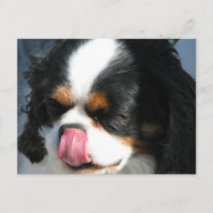 Carte postale de chien Spanial Cavalier mignon