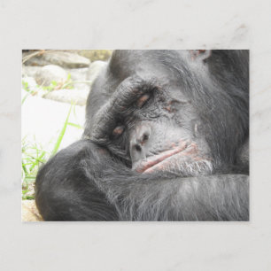 Carte postale de chimpanzé dormant