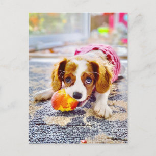 Carte postale de chiot Cavalier King Charles