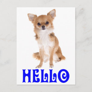 Carte postale de chiot Chihuahua « Hello »