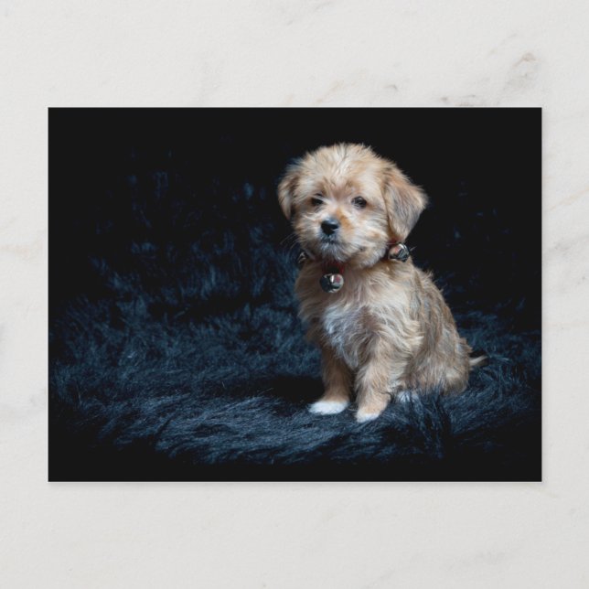 Carte postale de chiot de Yorkshire Terrier (Devant)