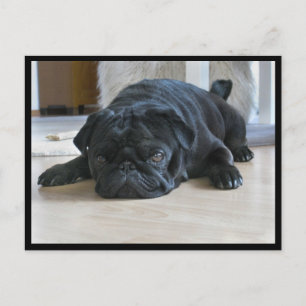 Carte postale de chiot pug noir mignon et paresseu