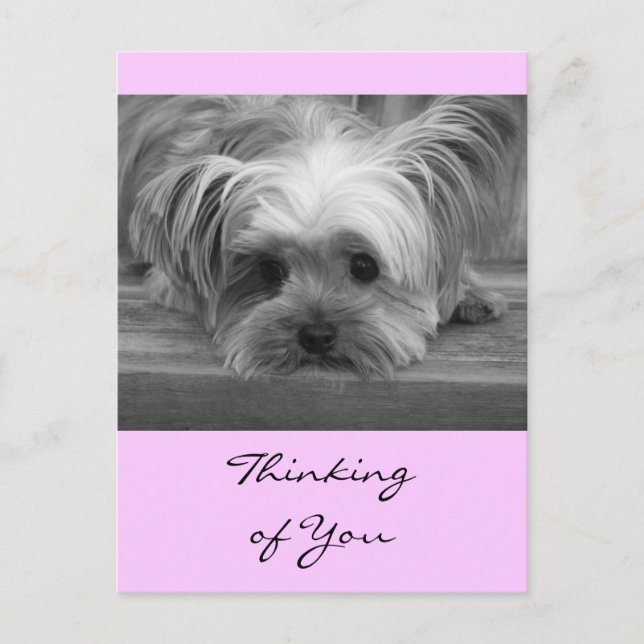 Carte postale de chiot Yorkshire Terrier "Thinking (Devant)