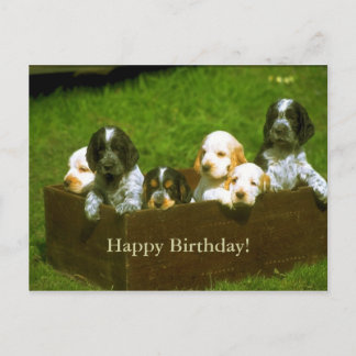 Carte postale de chiots doux